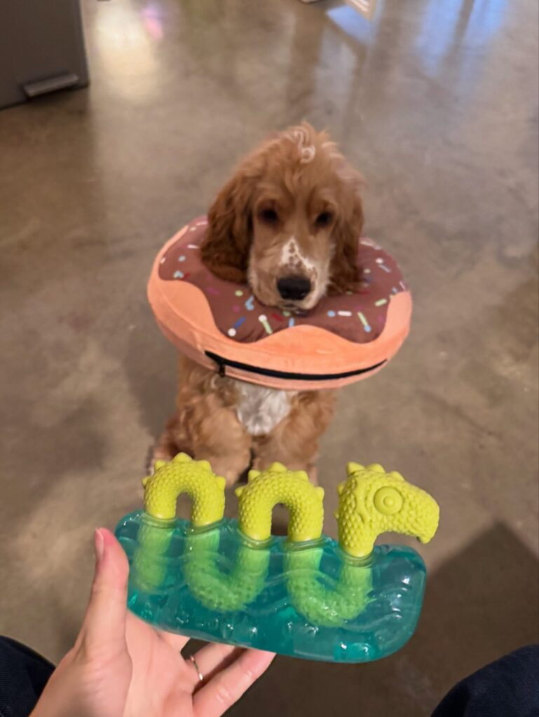 Side view of a cocker spaniel in a plush donut cone