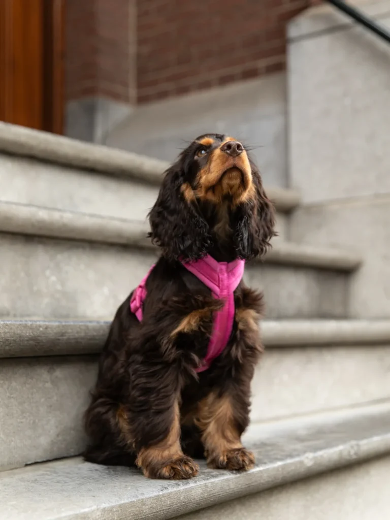 Cocker Spaniel sitting on steps wearing pink step in harness