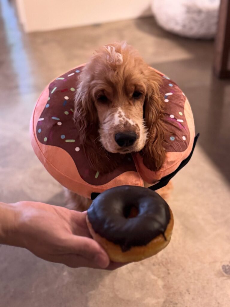 Cocker spaniel modeling a soft plush donut cone