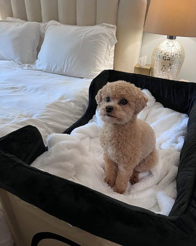 Compact bedside bassinet bed for toy breed dogs on mattress