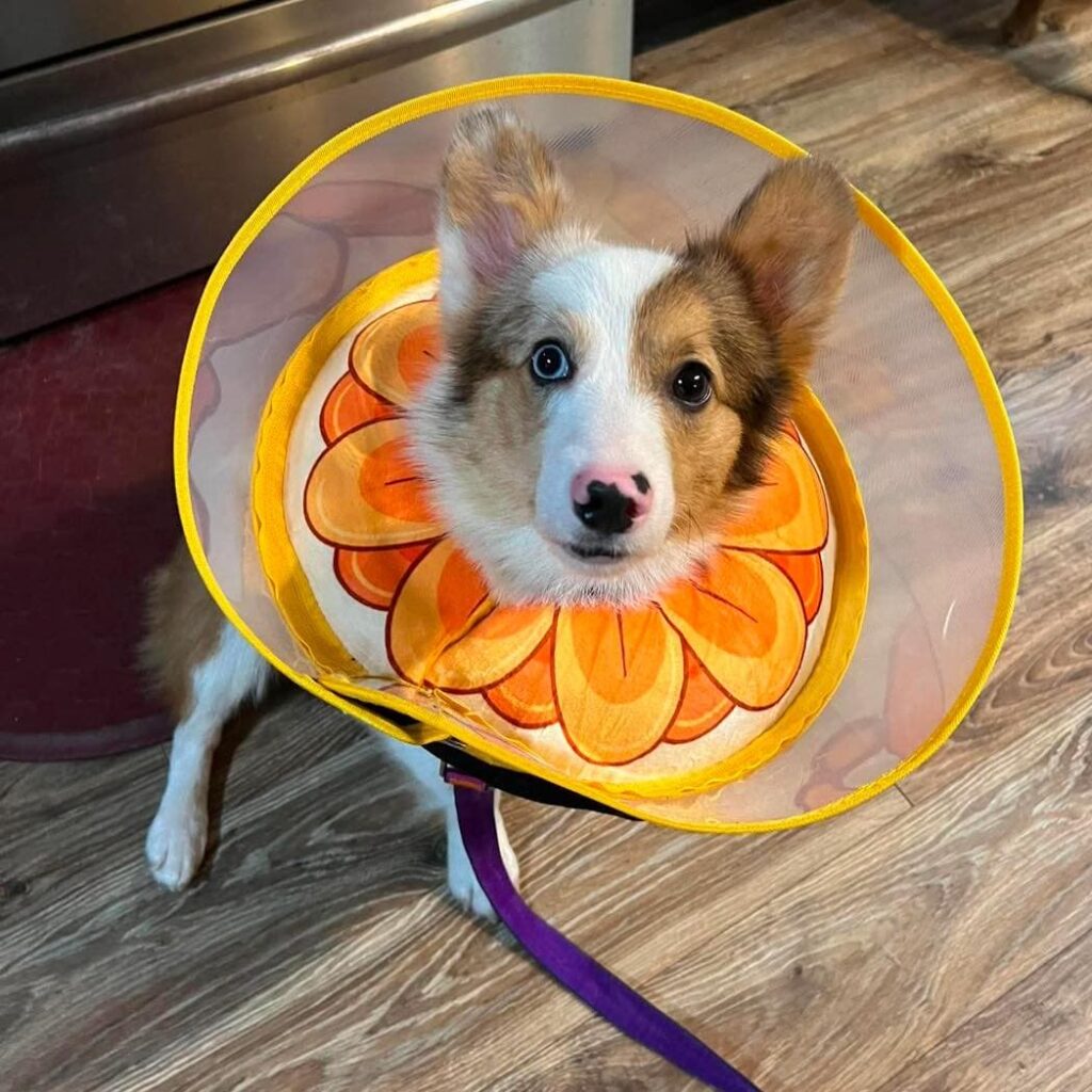 Corgi wearing a sunflower petal fabric recovery cone