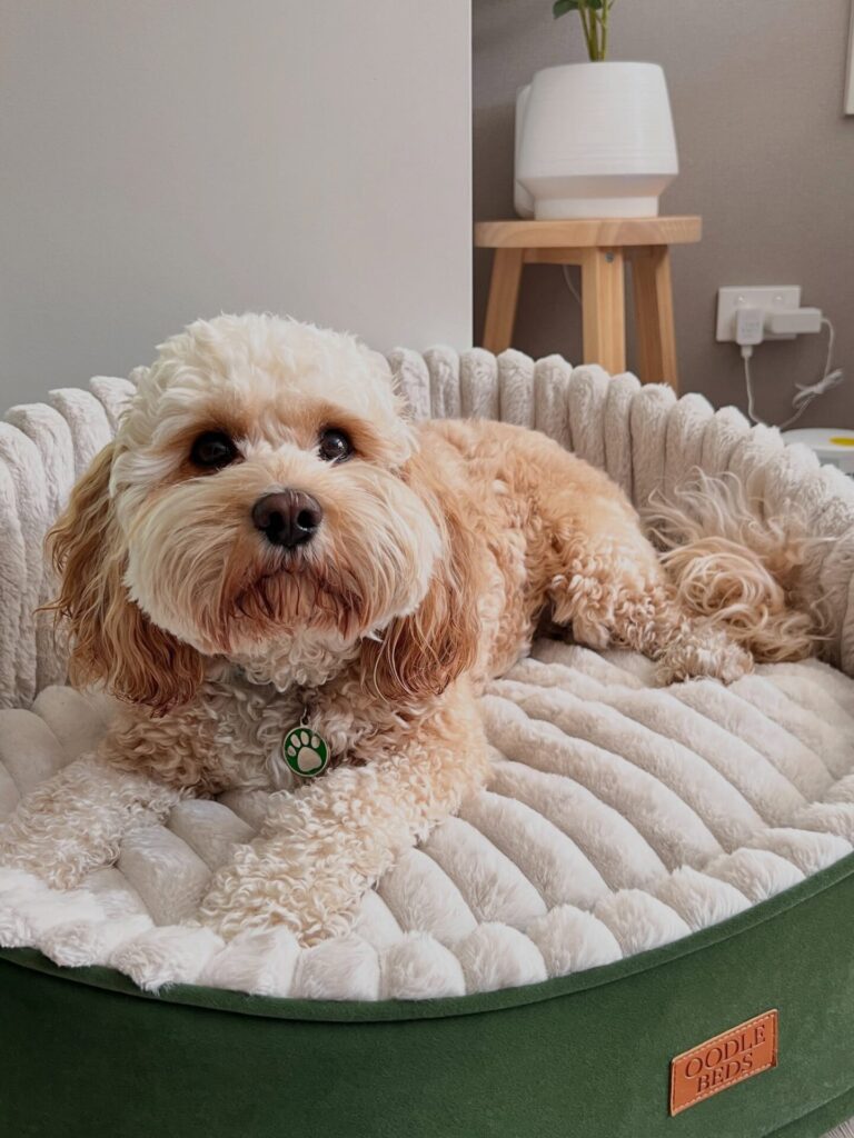 Hooded quilted dog bed with soft cream channel stitching