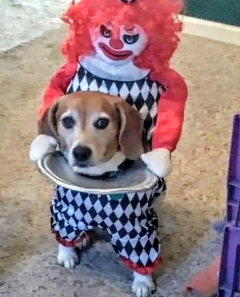 Beagle dressed in creepy harlequin clown Halloween costume