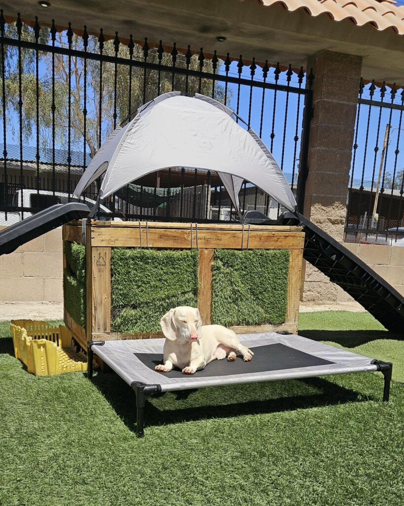 DIY raised dog bed ideas for a backyard cot with tent canopy shade