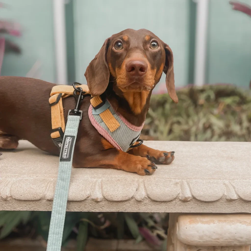 Dachshund lying on bench wearing corduroy colorblock harness
