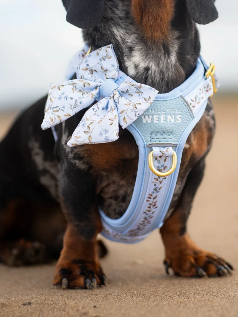 Dachshund wearing pastel floral bow made from a free dog harness pattern
