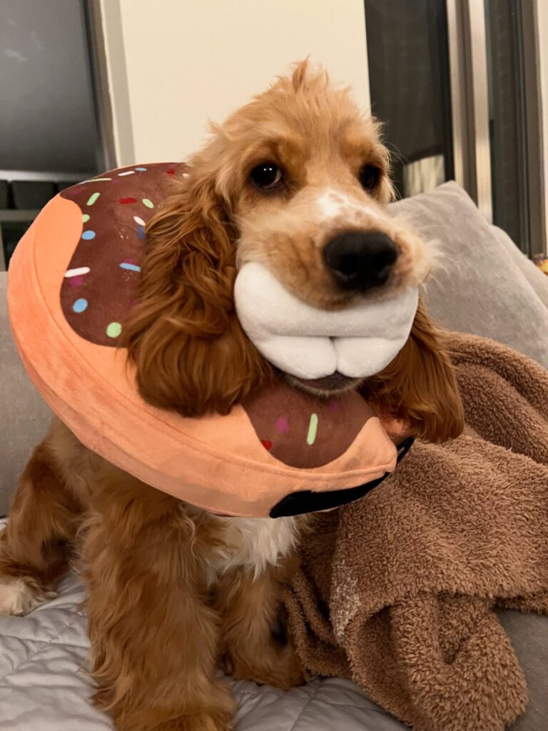 Dog Cone DIY donut design shown with a real donut