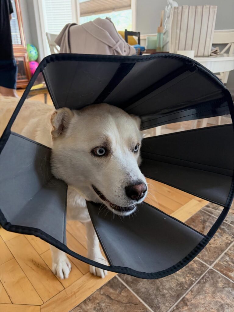 Dog Cone DIY flat folding fabric cone example