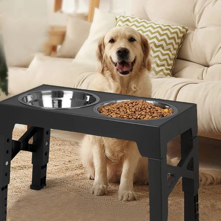 Border collie eating from foldable black dog bowl stand