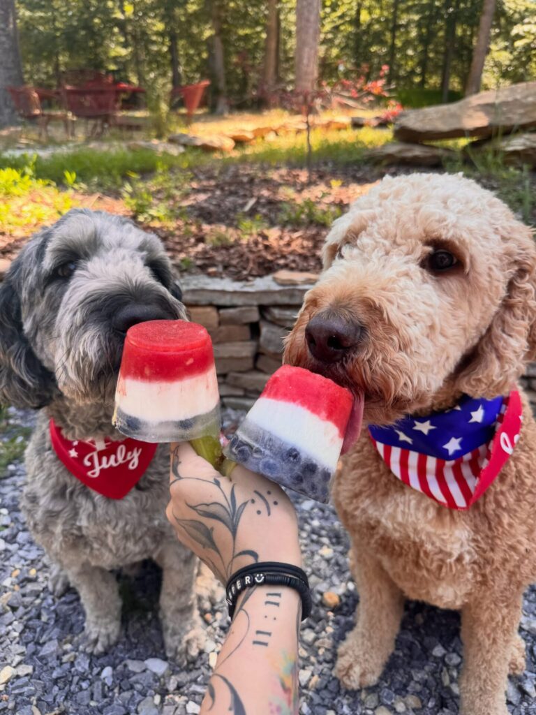 Two doodle dogs enjoying red, white and blue rocket-shaped dog popsicles