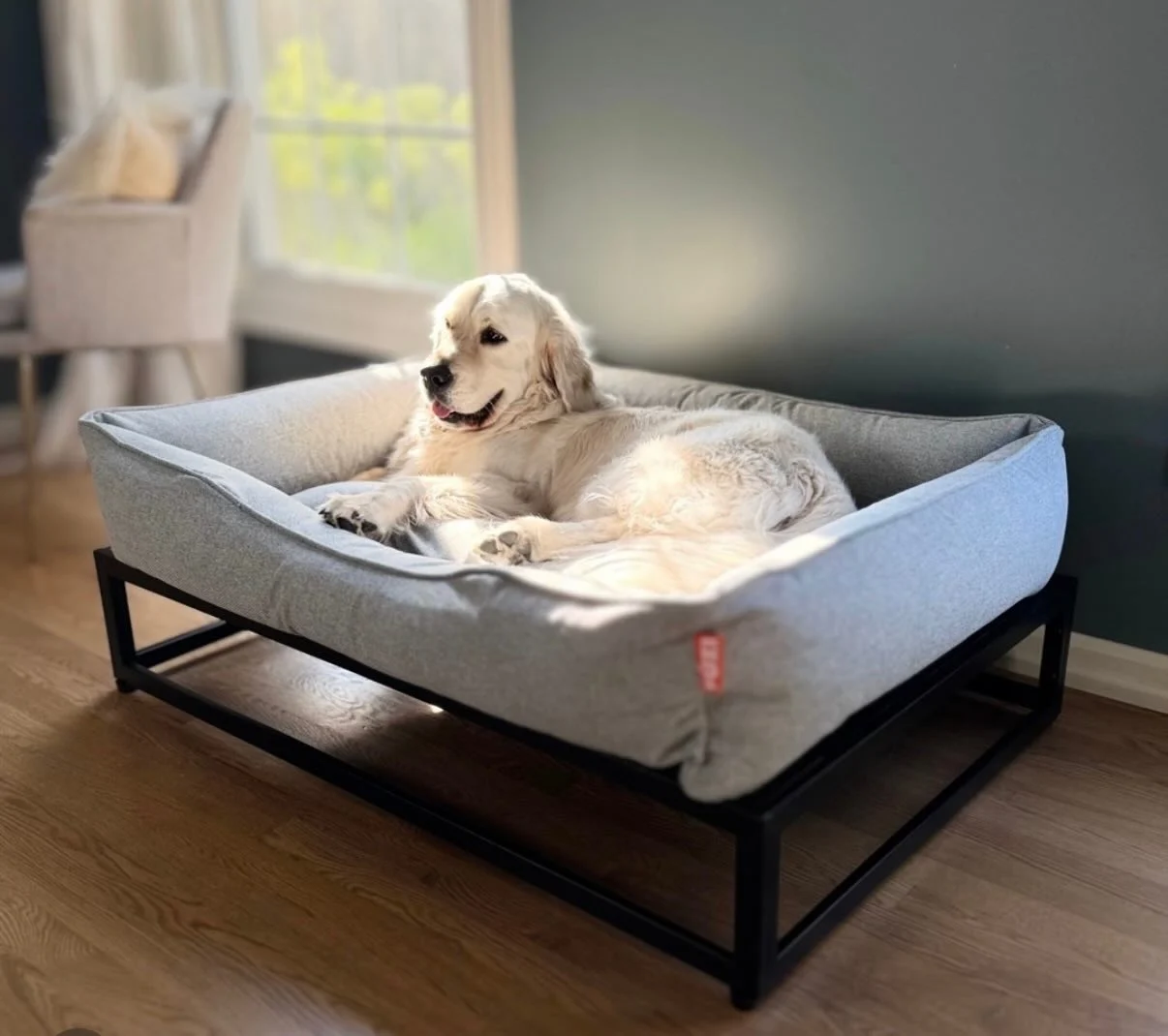 Elevated stand alone frame bed for dogs with cushioned top
