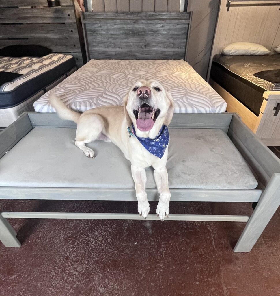 Labrador resting on a flush bed extension for dogs beside mattress
