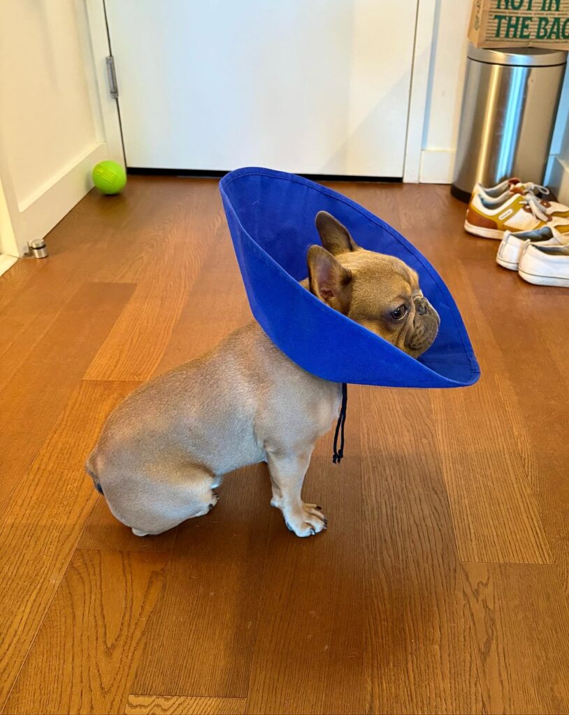French bulldog wearing a flat folding satellite style cone