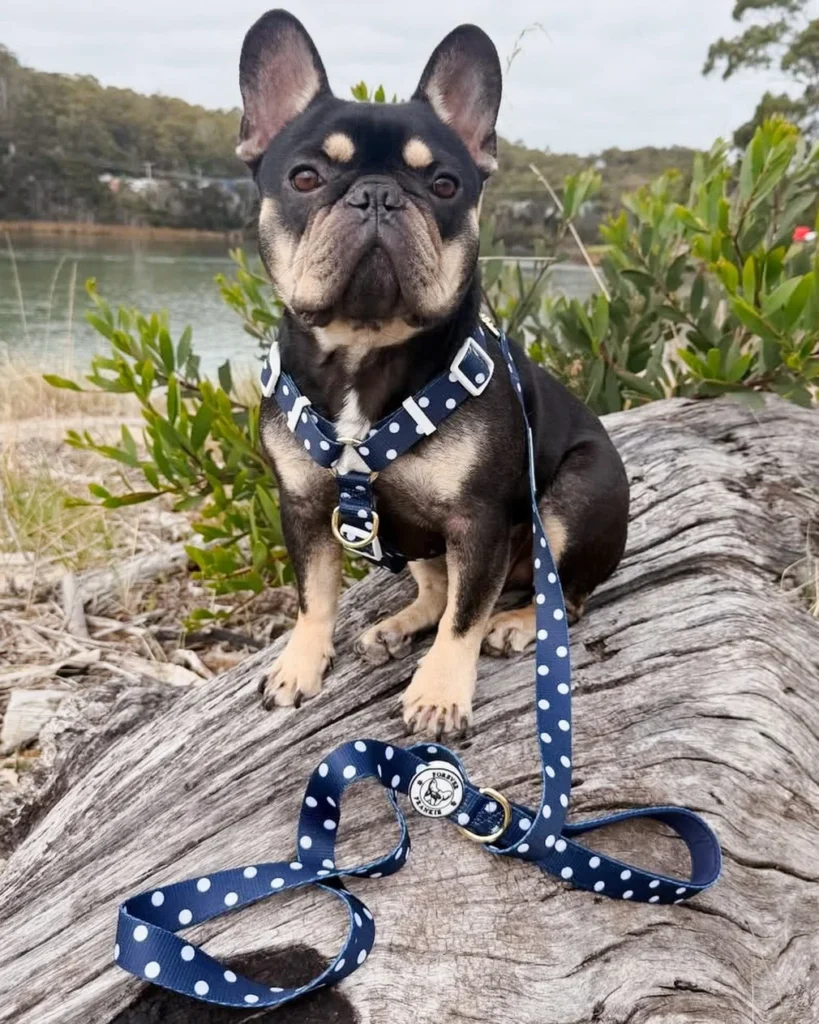 French Bulldog wearing polka dot harness from a diy dog harness sewing pattern