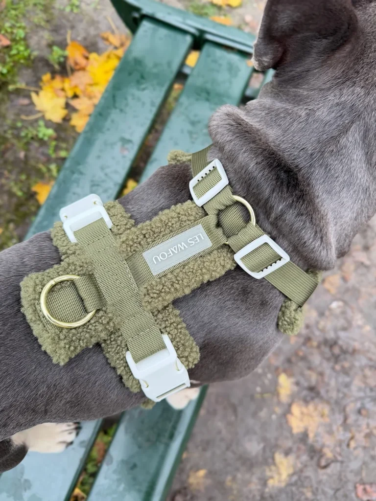 French Bulldog wearing olive sherpa fleece lined comfort harness