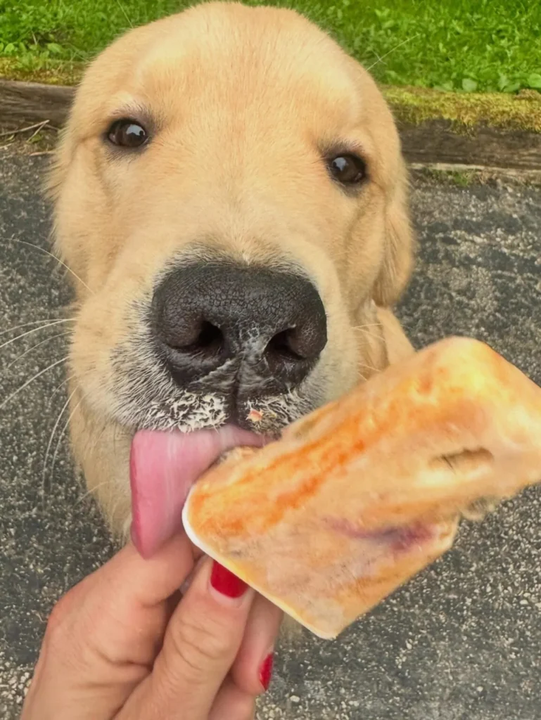 Healthy frozen pumpkin blueberry yogurt dog treat