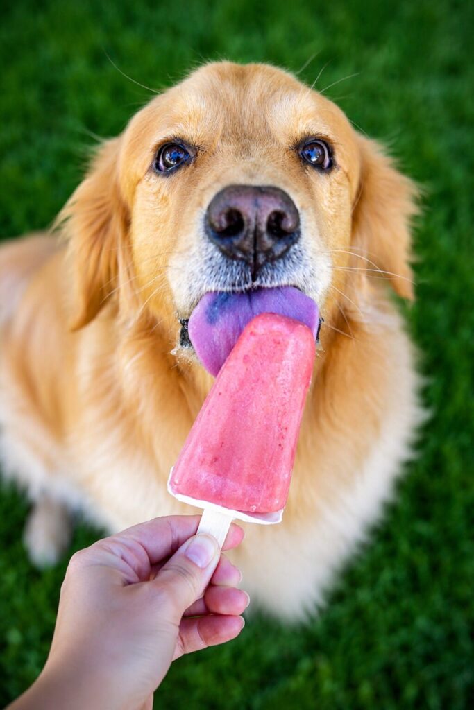 Golden retriever enjoying a frozen strawberry dog treat popsicle