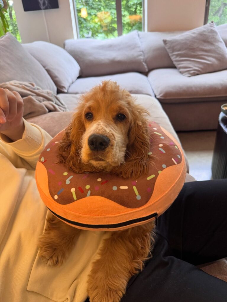 Homemade Dog Cone Ideas: donut shaped plush cone for dogs