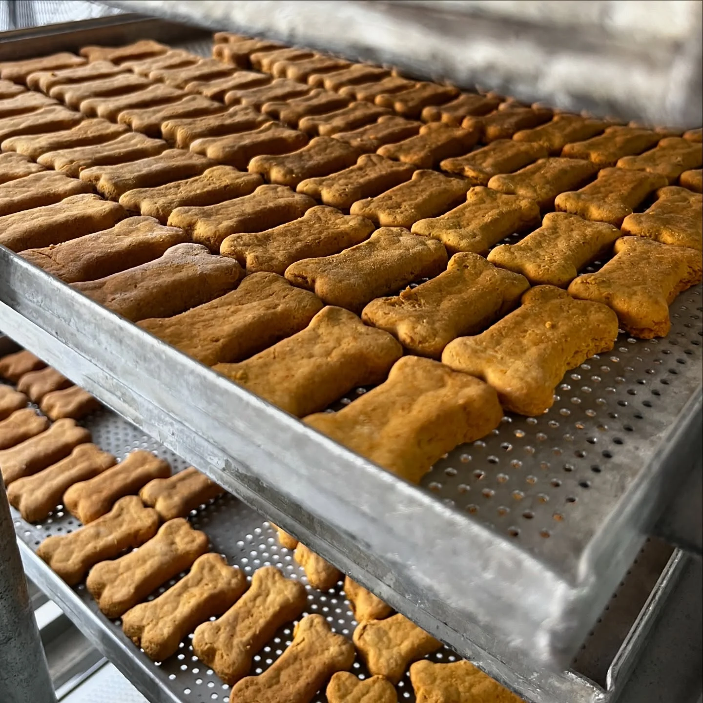 Hypoallergenic dehydrated dog treats homemade oven baked bites