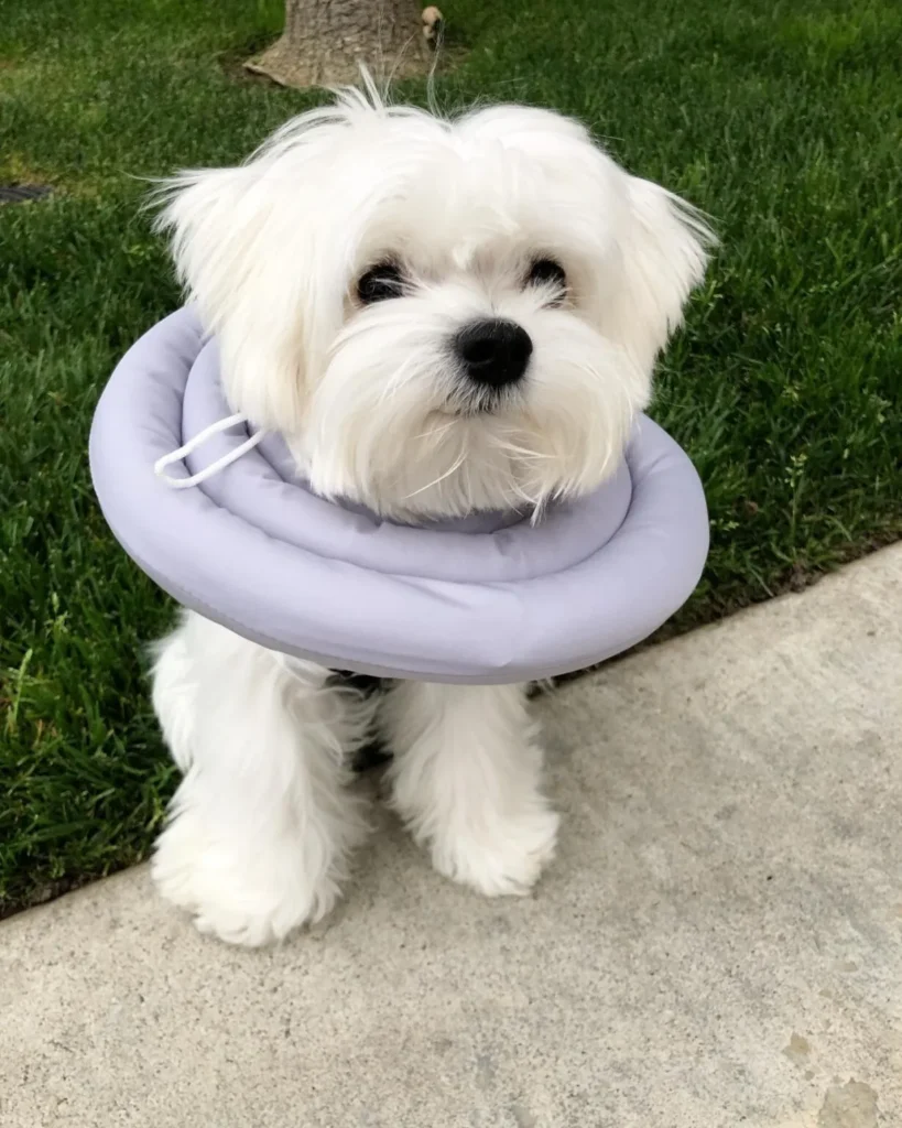 Inflatable donut neck pillow, a soft cone alternative