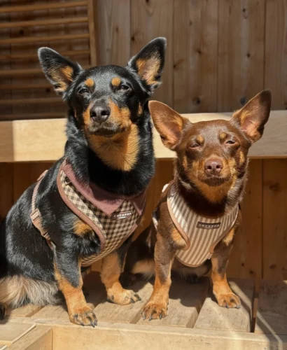 Two Kelpie dogs wearing matching vest style harnesses outdoors