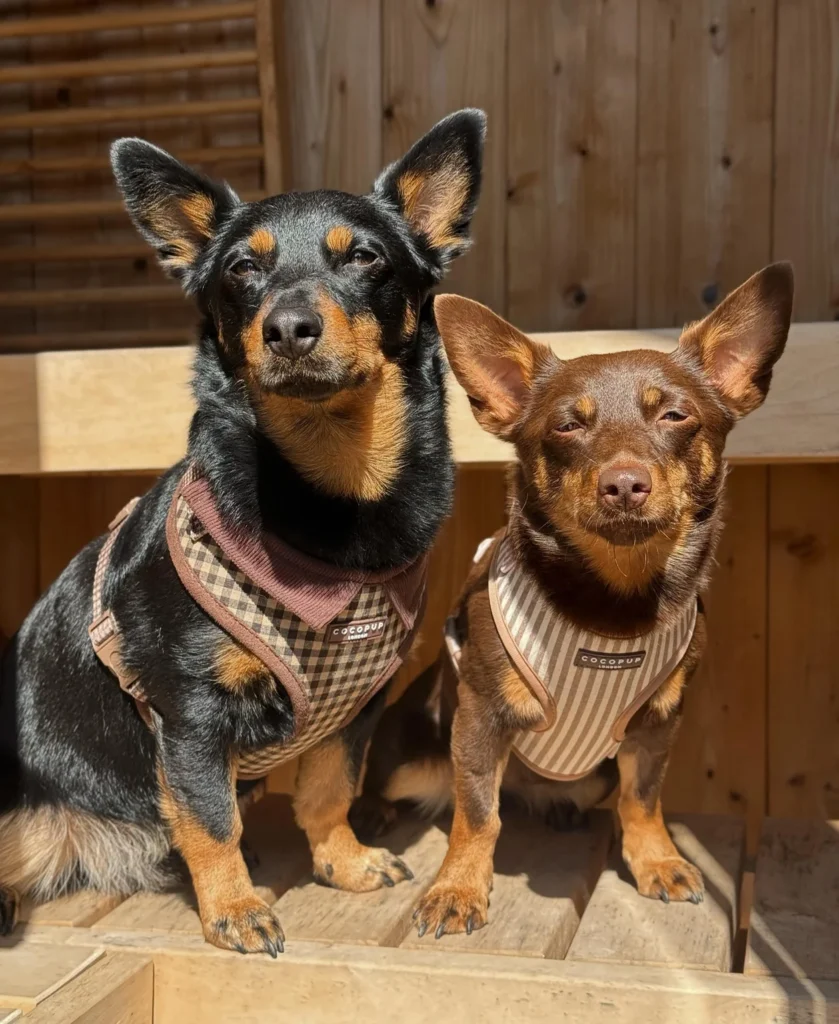 Two Kelpie dogs wearing matching vest style harnesses outdoors