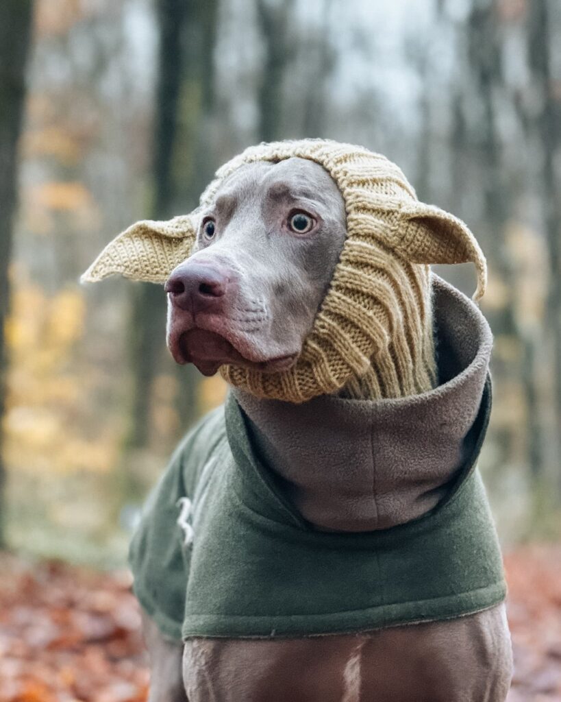 Knit bonnet hood alternative to a traditional dog cone