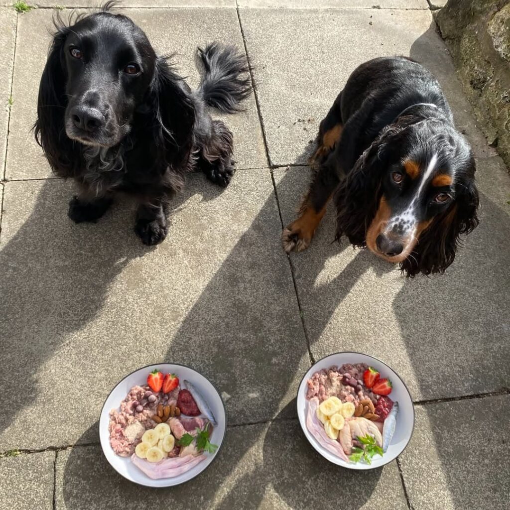 Raw dog food homemade bowl with lamb, duck, and fresh fruit