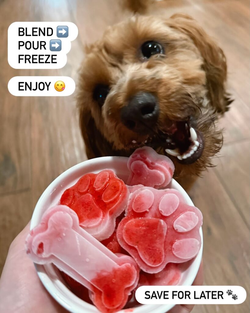 Dog with frozen strawberry dog treats in paw and bone shapes