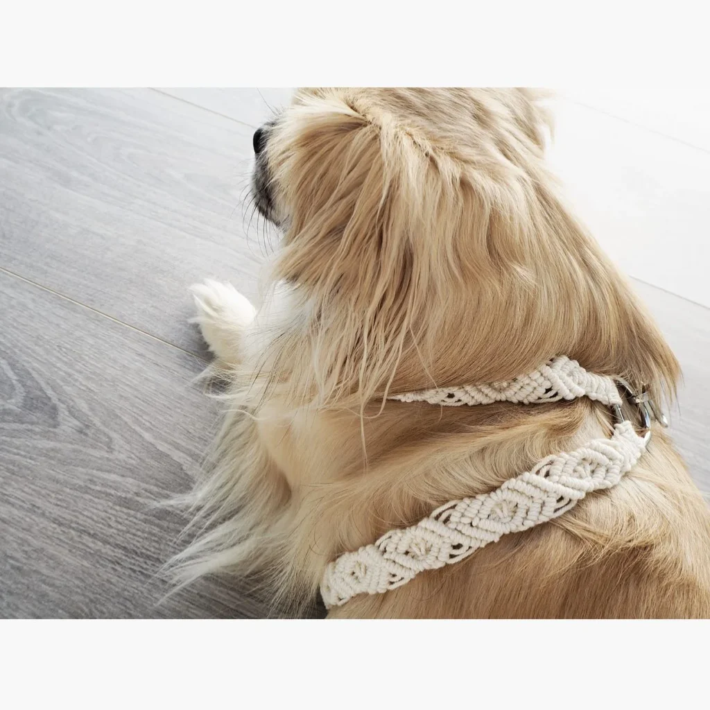 Dog wearing handmade macrame rope from a diy dog harness sewing pattern