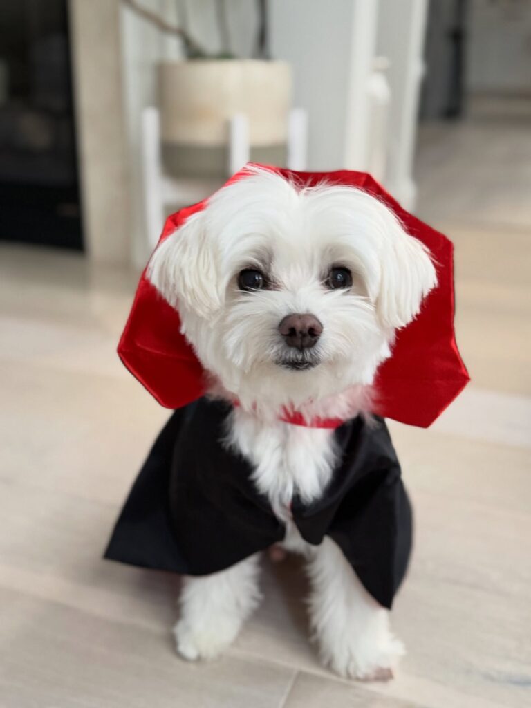 Maltese dog wearing spooky halloween costumes for dogs with red lined cape