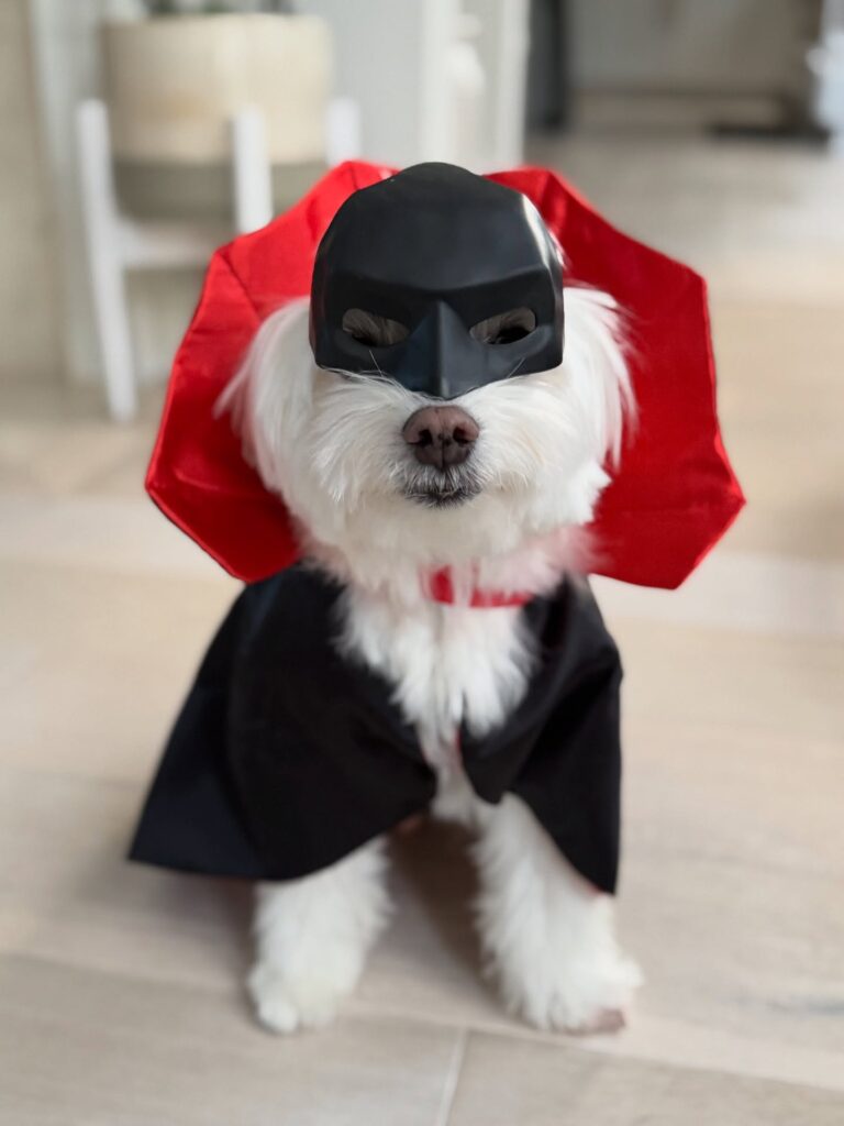Small white dog in vampire cape and mask for Halloween