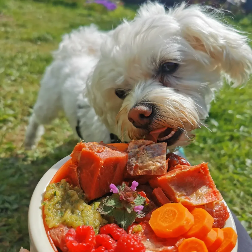 Raw dog food recipes bowl with meat, carrots, and fresh berries