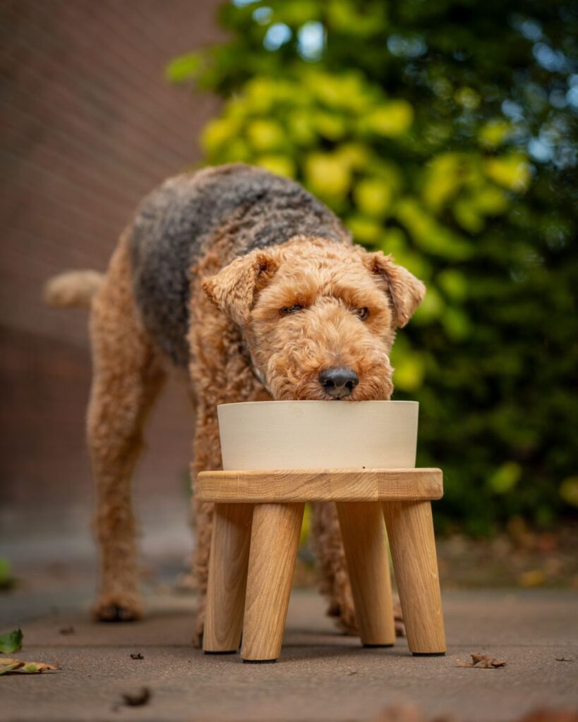 Minimalist wooden stool style single dog bowl riser