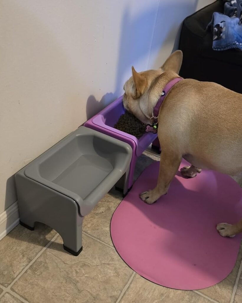 French bulldog eating from modular stacking bowl riser blocks