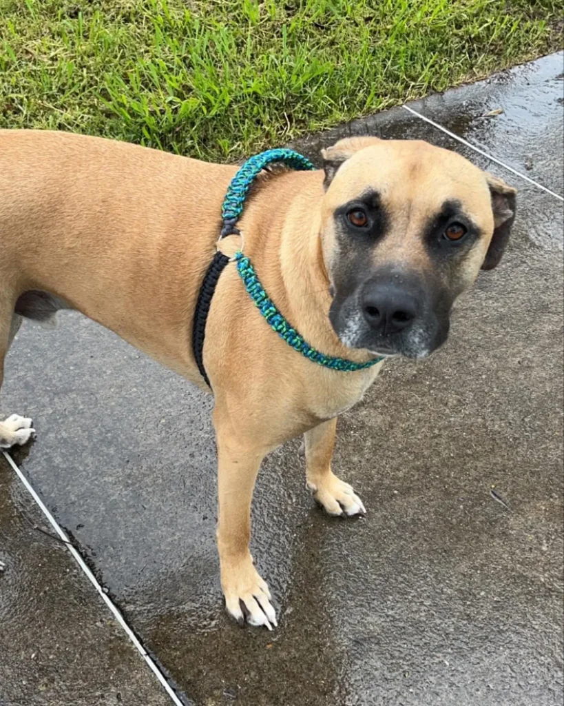 Dog wearing braided paracord harness, a durable dog harness sewing pattern