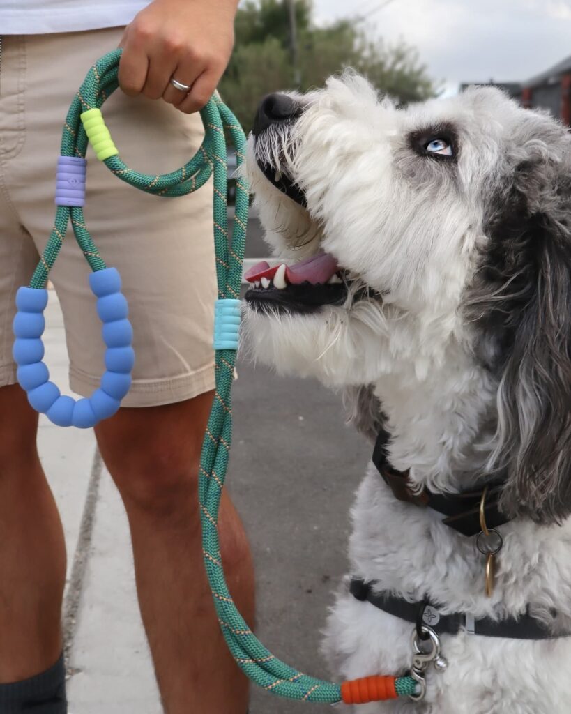 Rope style paracord leash with dog wearing collar tag
