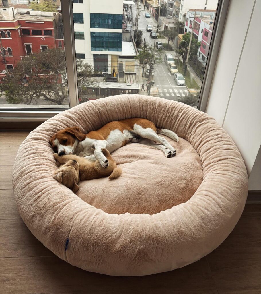 Deep pile faux fur diy dog bed pattern for cozy sleeping