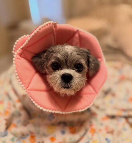 Pink scalloped pom trim cone for small dogs