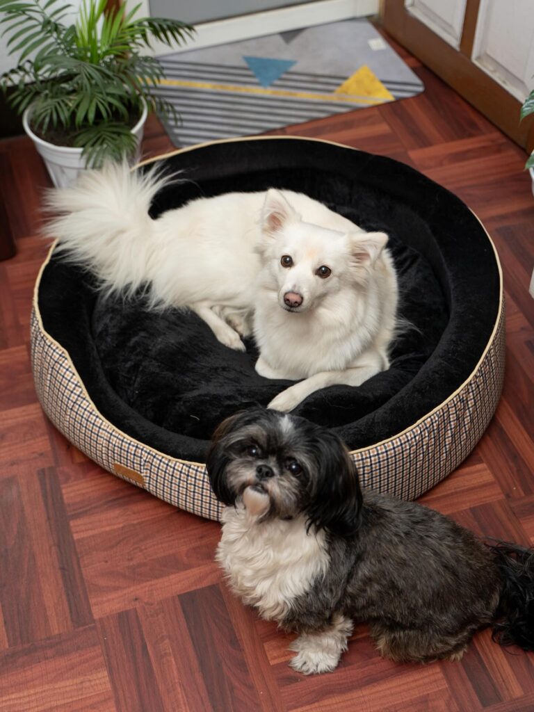 Plaid donut bed with contrast velvet interior lining