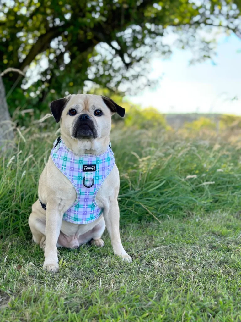 Pug mix dog sitting in grass wearing plaid step in harness