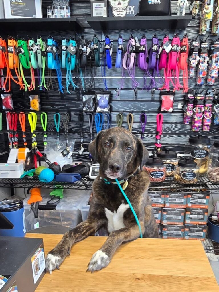 Rainbow color-block collar and leash wall, a creative dog boutique idea