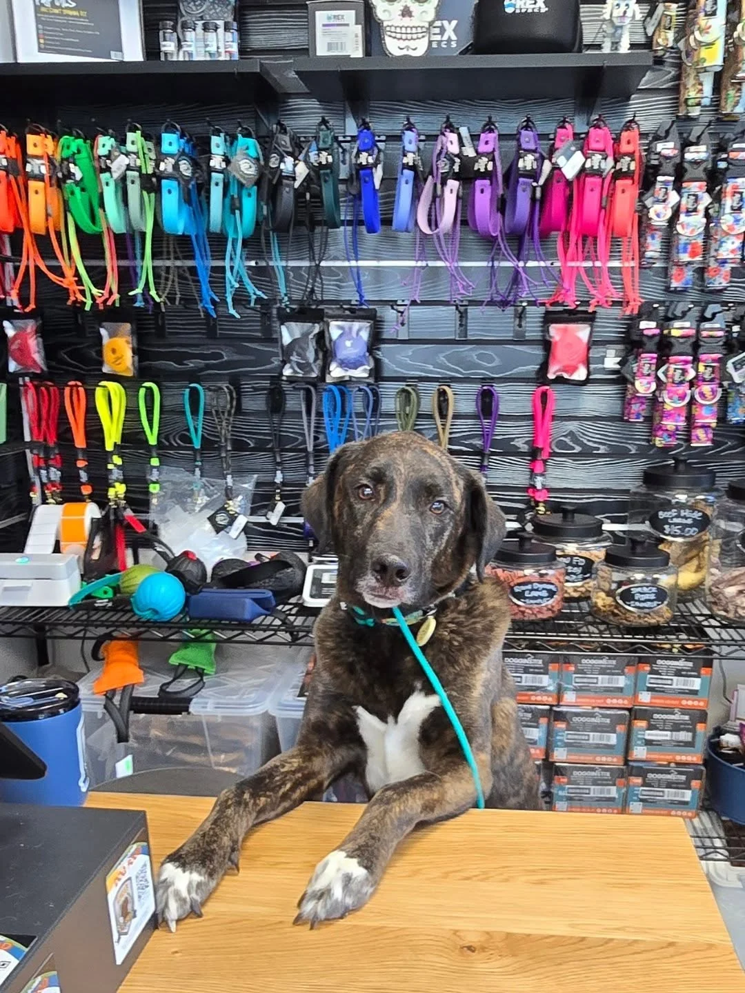 Rainbow color-block collar and leash wall, a creative dog boutique idea