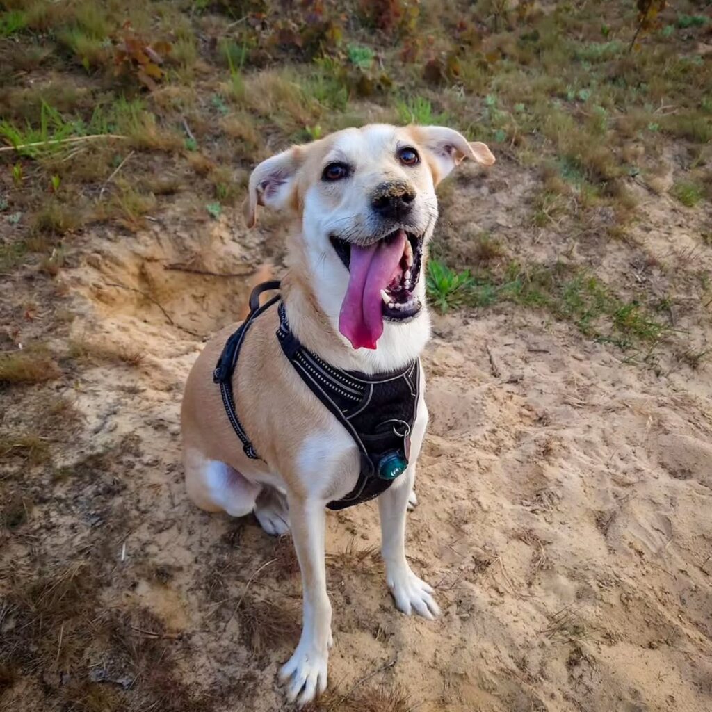 Happy dog wearing black reflective utility harness on sandy trail