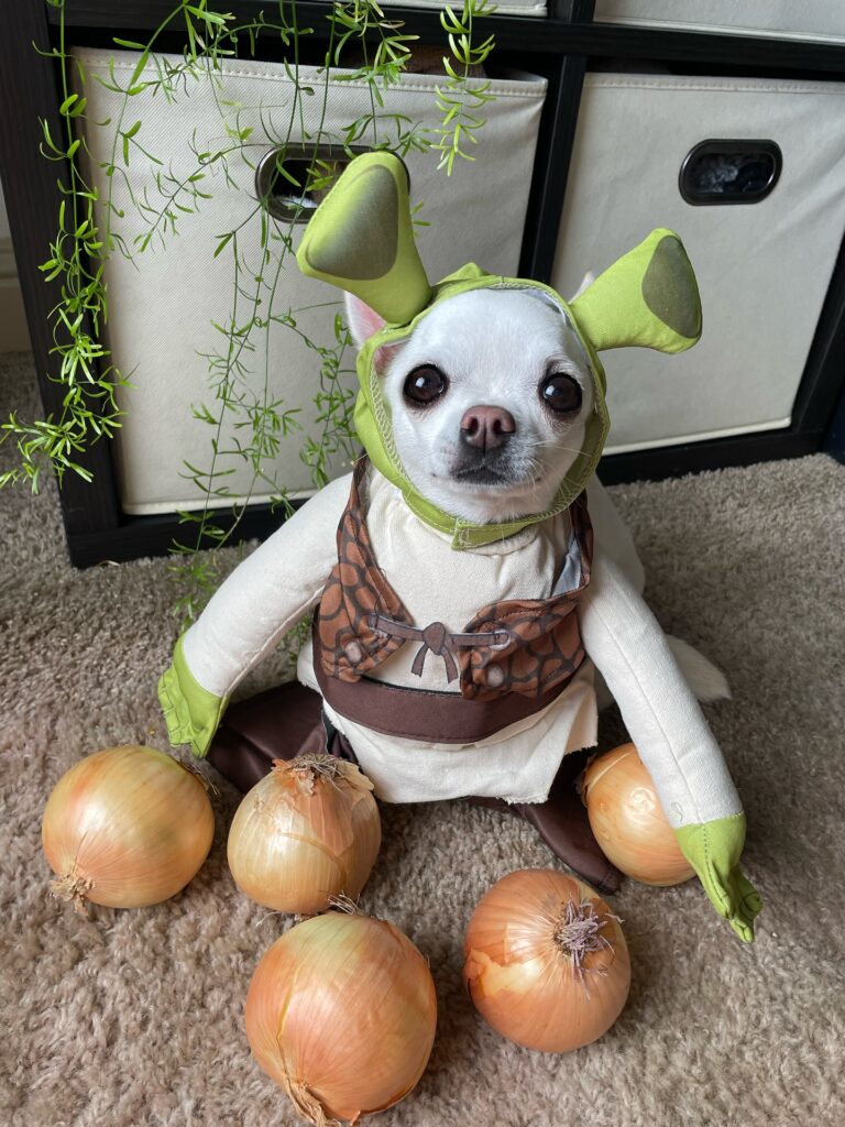Chihuahua dressed as Shrek in green ogre Halloween costume