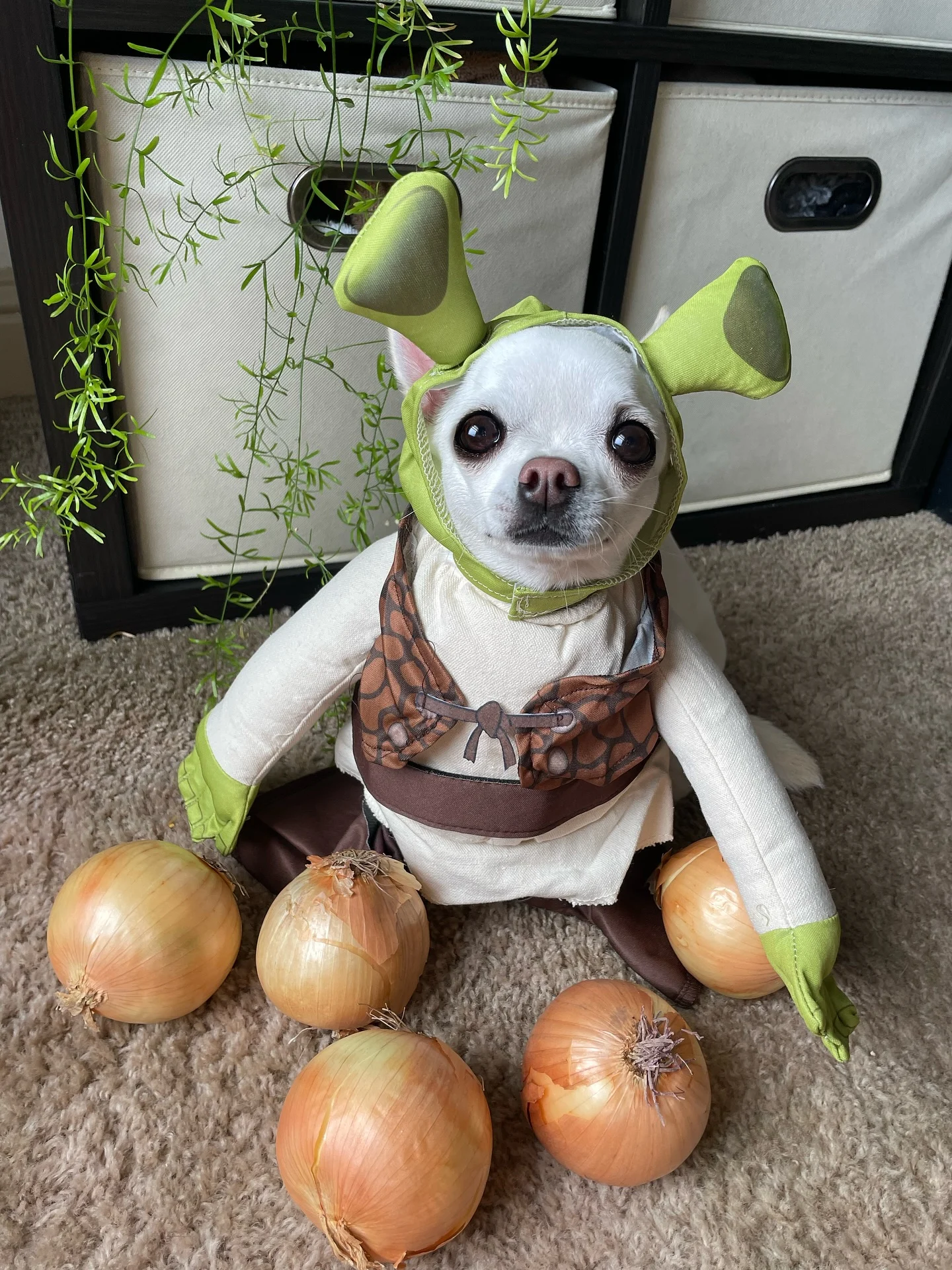 Chihuahua dressed as Shrek in green ogre Halloween costume
