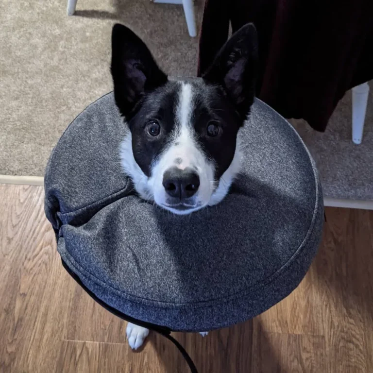 Dog Cone DIY soft gray mesh recovery cone