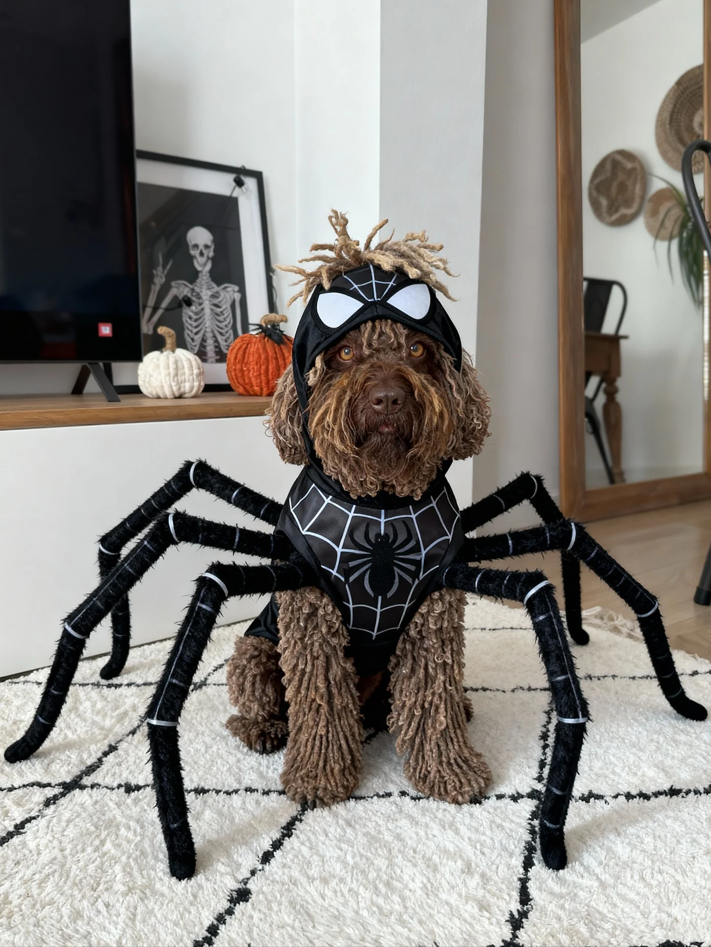 Dog wearing spooky halloween costumes for dogs spider legs and hood