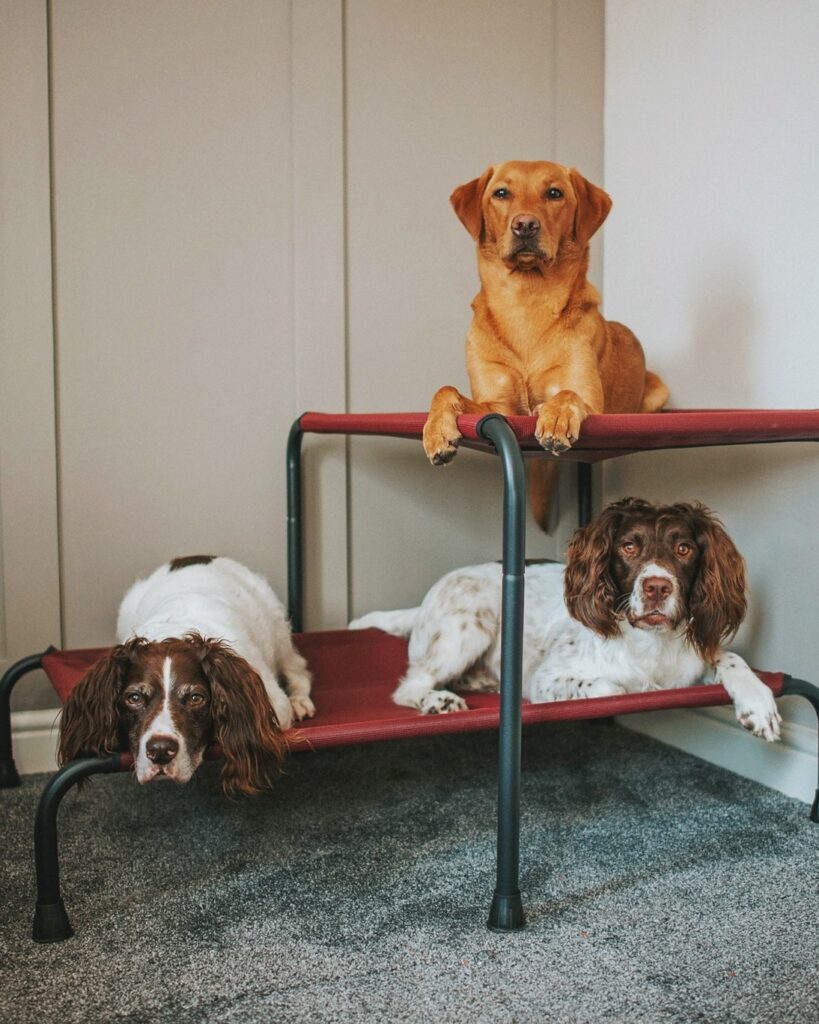 Stacked raised dog bed cots for multiple dogs in one room