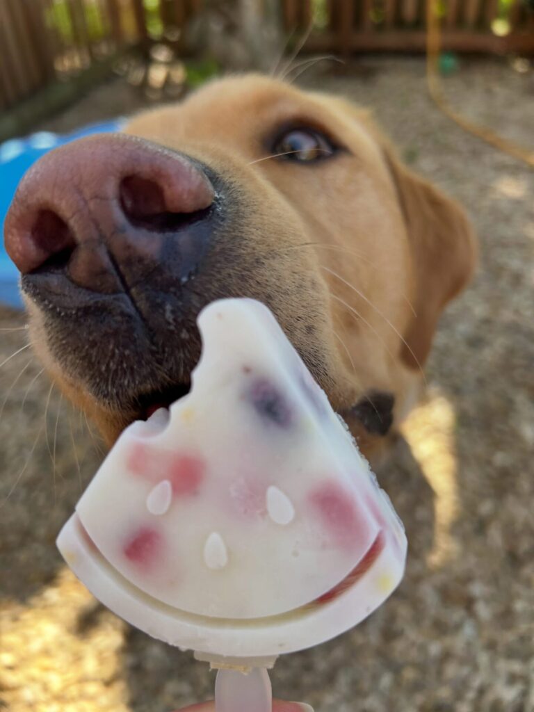 Dog holding a smiley-face shaped frozen yogurt and berry treat
